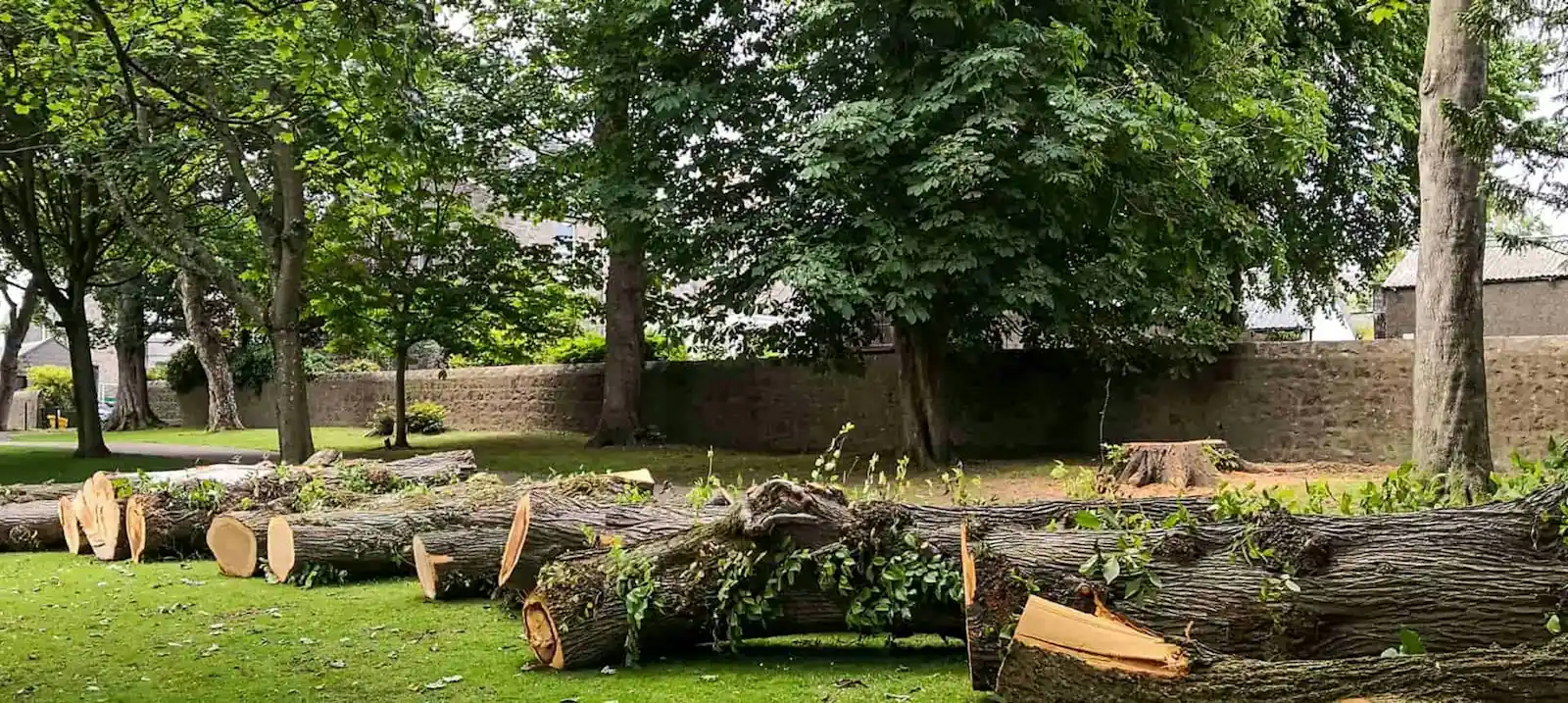 Cut wood and brush ready for haul-off after a tree removal priced in Pomona, CA