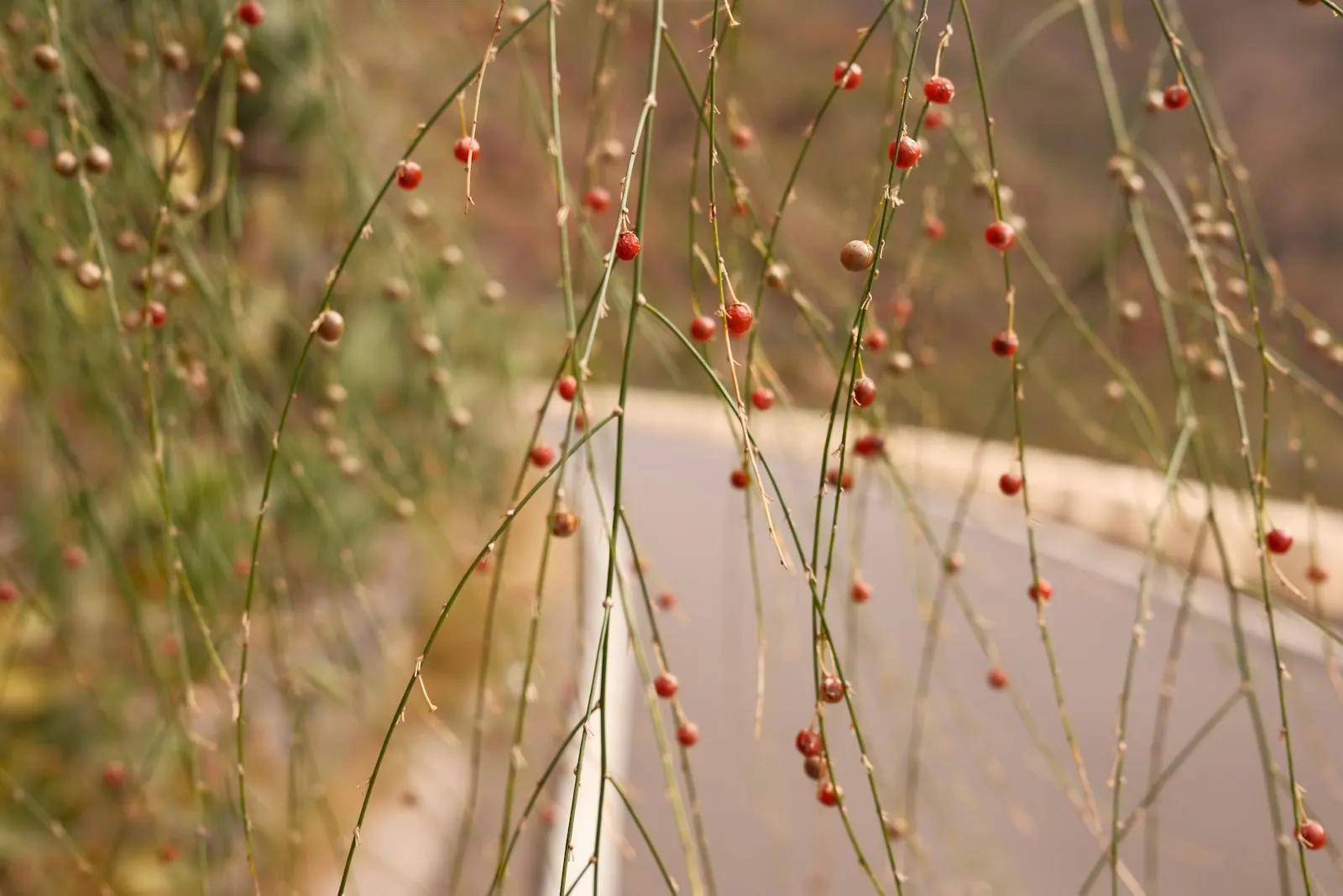 Large California pepper tree with weeping branches in a yard in Glendora, CA