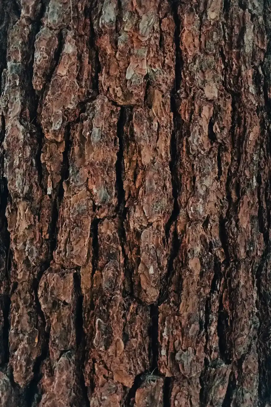 Close look at the trunk and root flare of an older shade tree in Pomona, CA