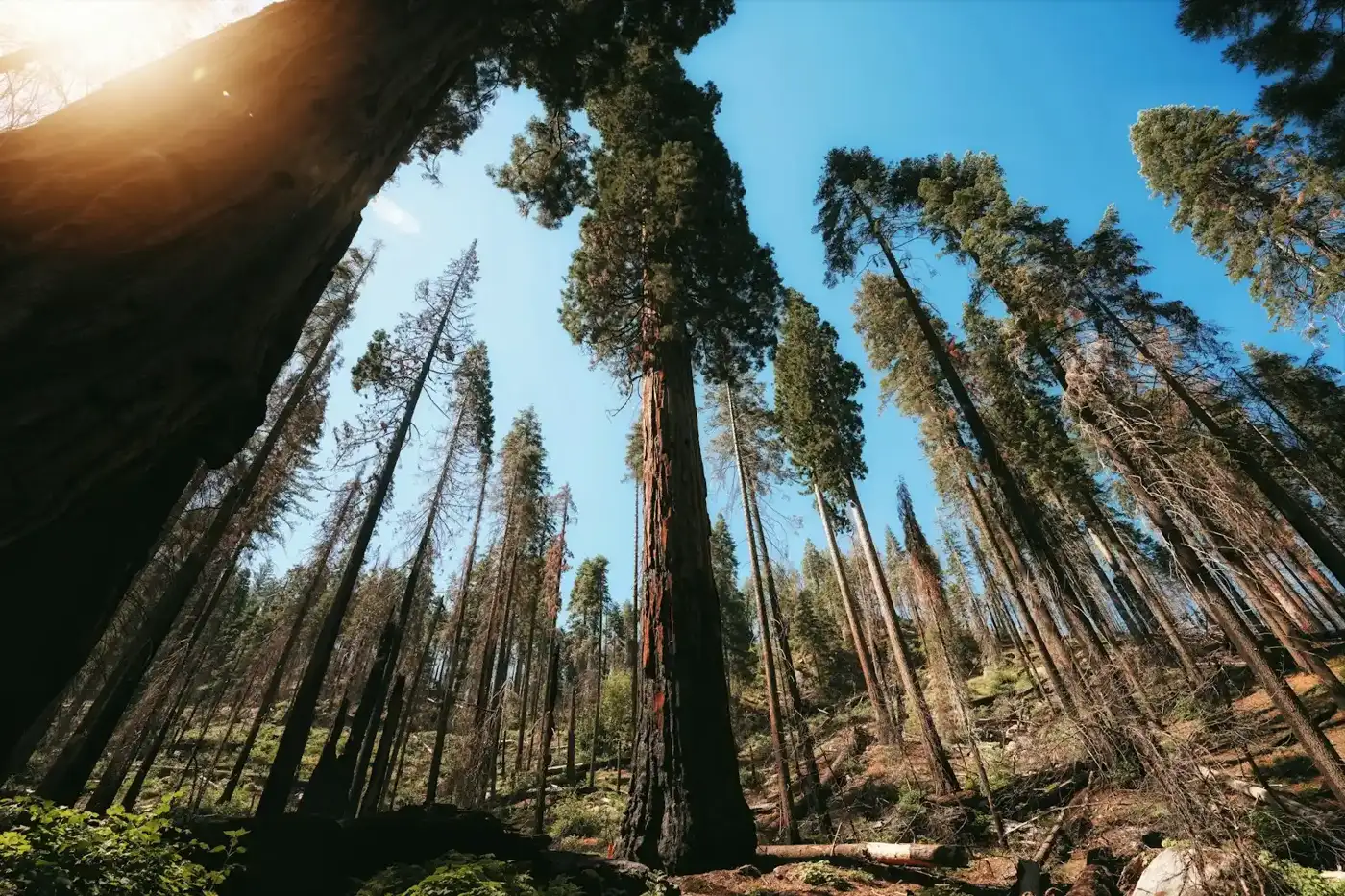 Row of tall trees along a hillside property line in Walnut, CA