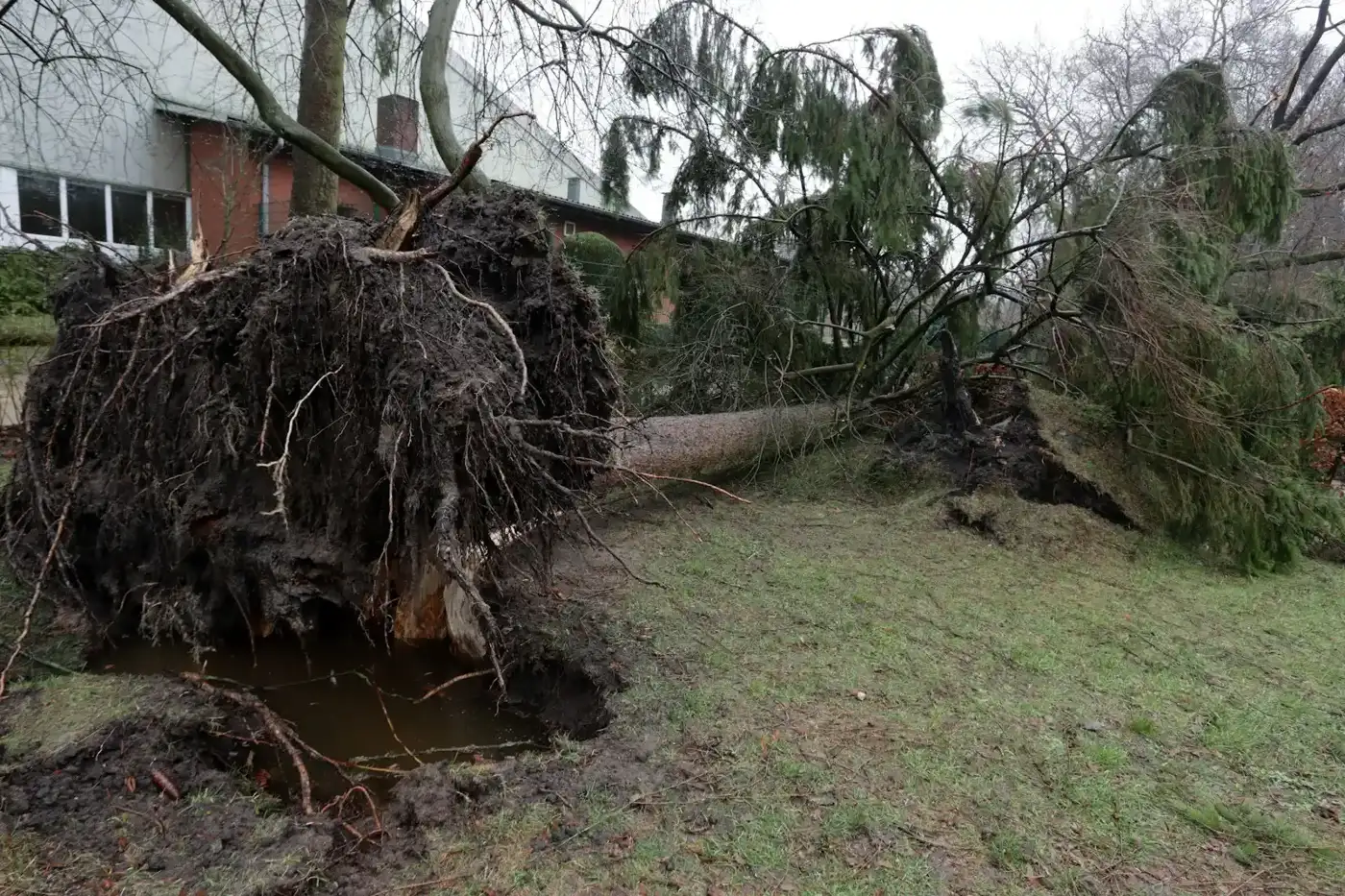 Large broken tree limb lying across a front yard after a windstorm in Pomona, CA