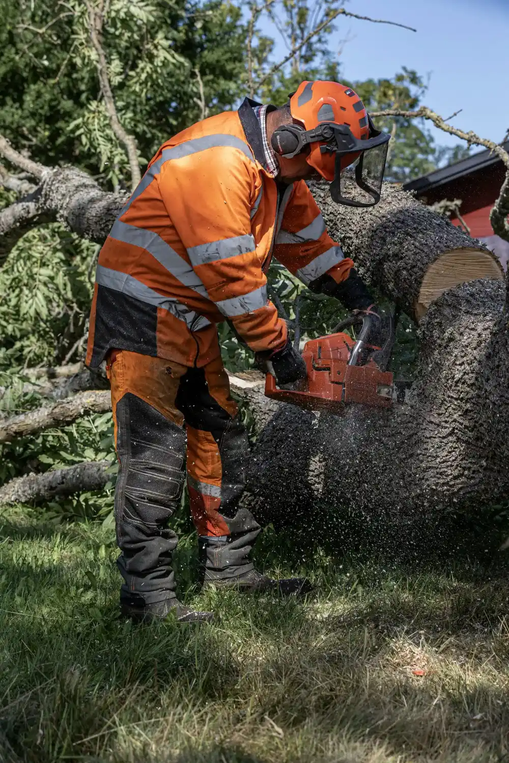 Climber cutting a tall tree down in sections next to a house in Pomona, CA