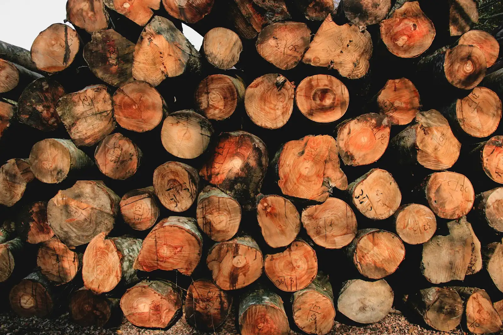 Tree Removal work for Pomona, CA homeowners