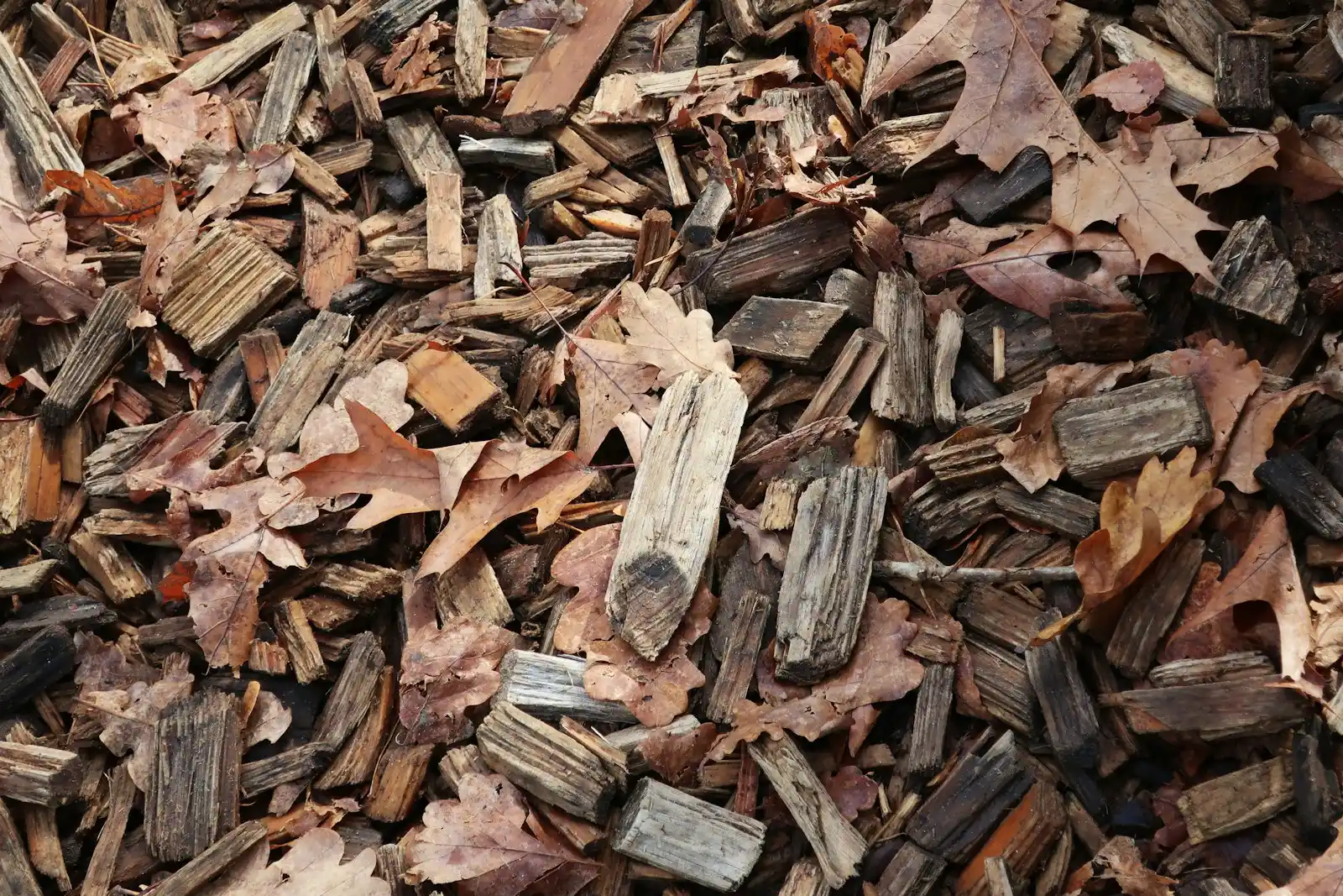 Wood chip mulch spread around a young tree after pruning in Pomona, CA