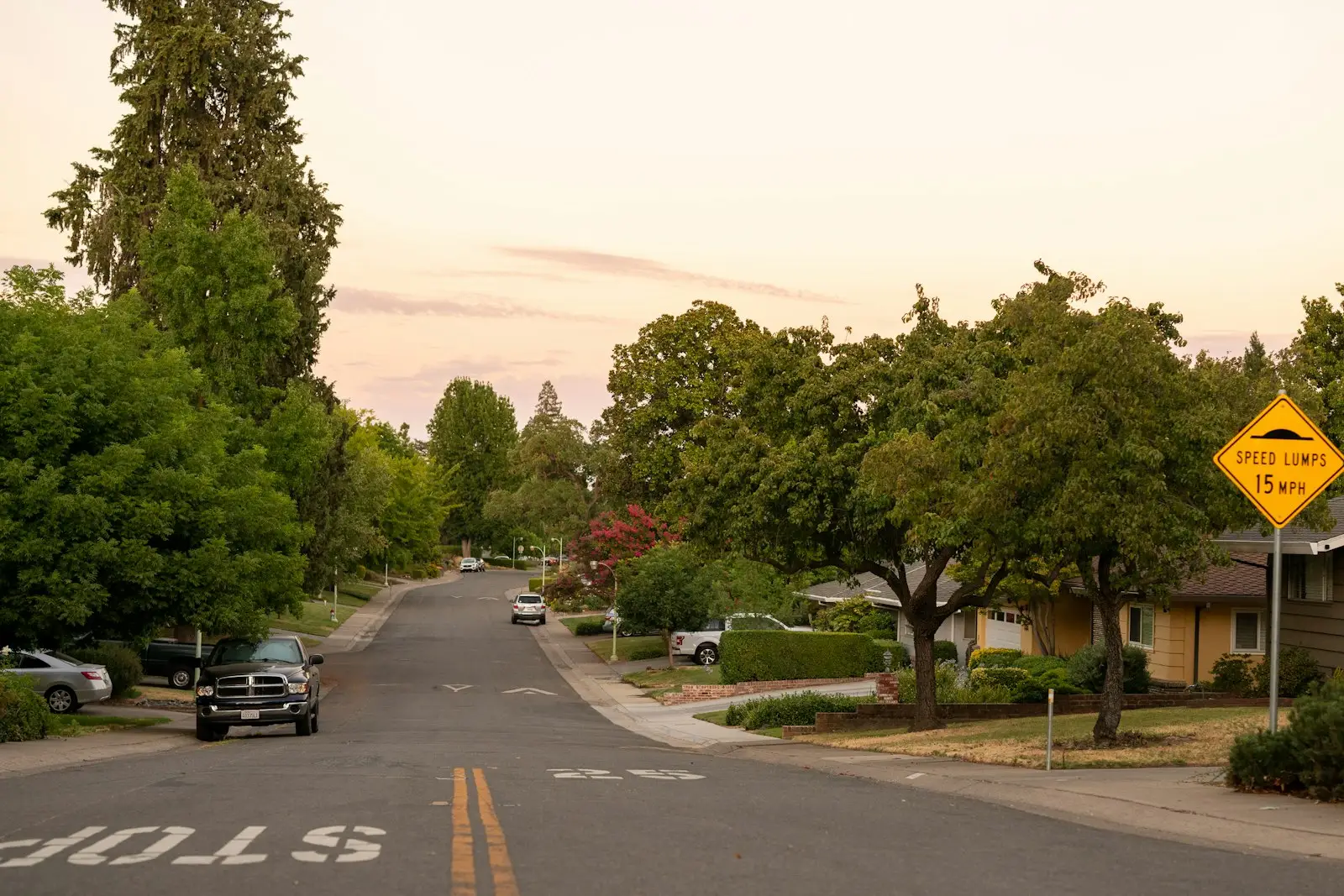 Street tree growing in the parkway between sidewalk and curb in Pomona, CA