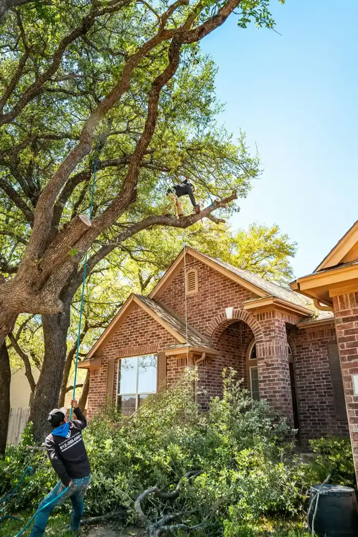 Defensible Space Tree Work work for Pomona, CA homeowners