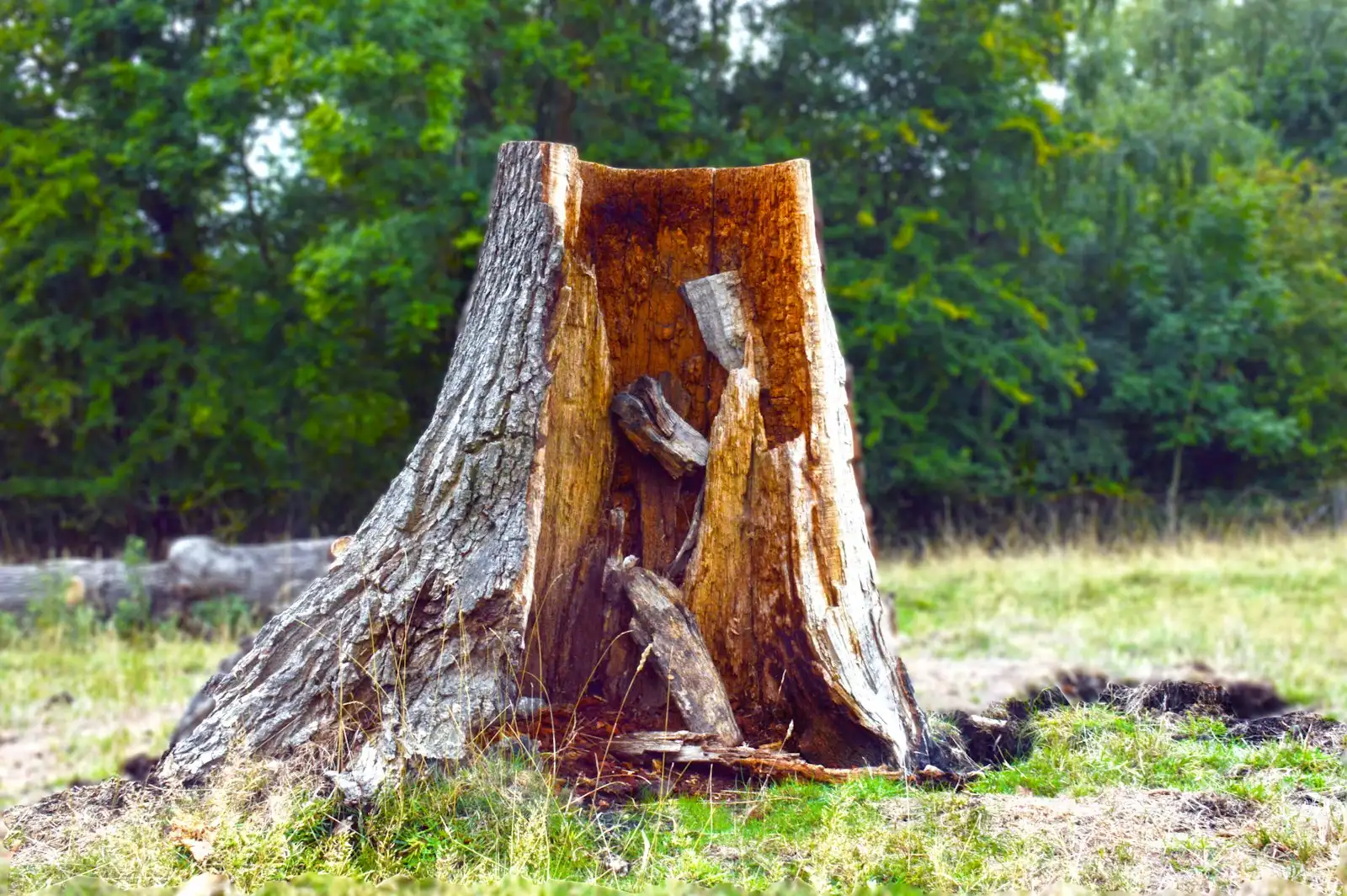 Tree Health and Risk Assessment work for Pomona, CA homeowners