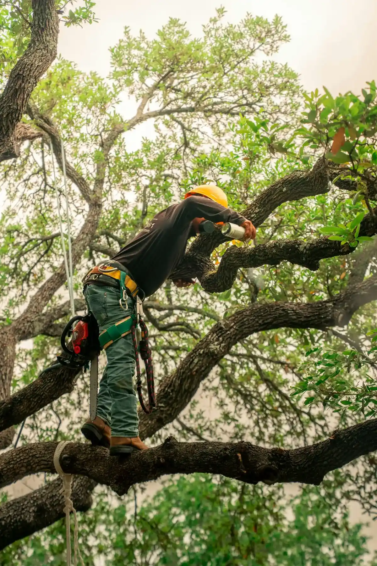Arborist pruning a crowded canopy over a back yard in Pomona, CA