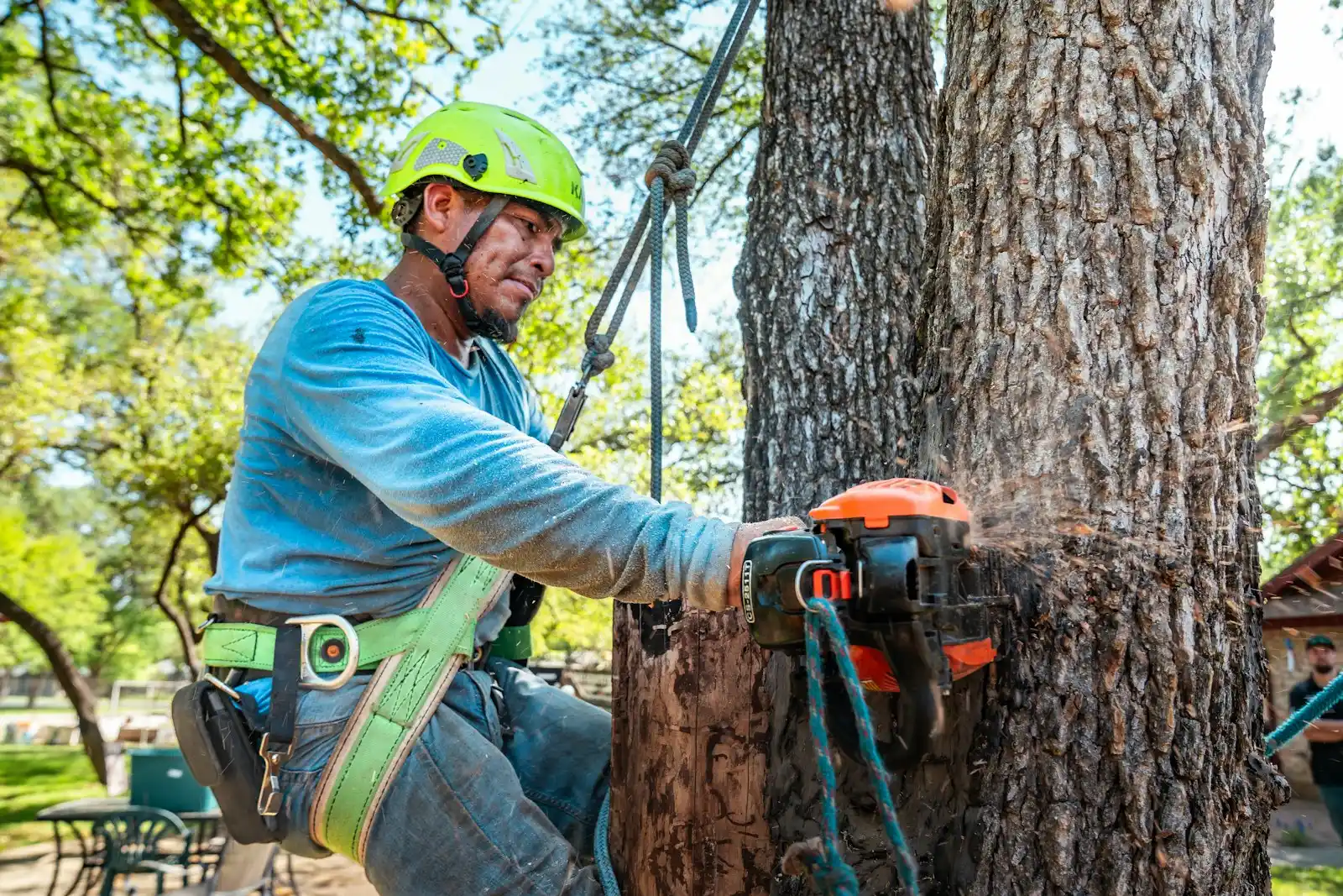 Crew lowering a large limb during a tree removal in Pomona, CA