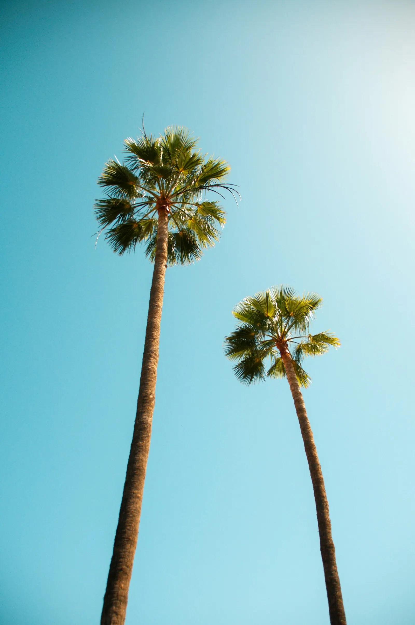 Group of tall palms over single-story homes in Ontario, CA