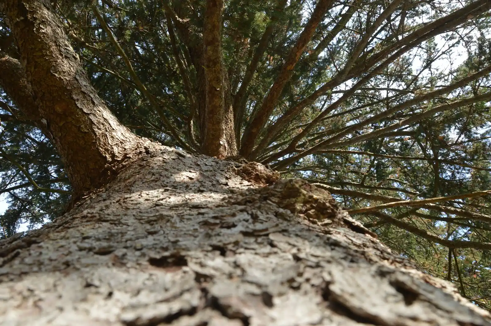 Coast live oak beside a residential driveway in Walnut, CA