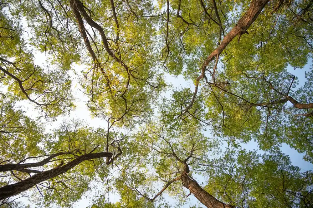 Branches against a blue sky on the privacy page of a Pomona, CA tree service