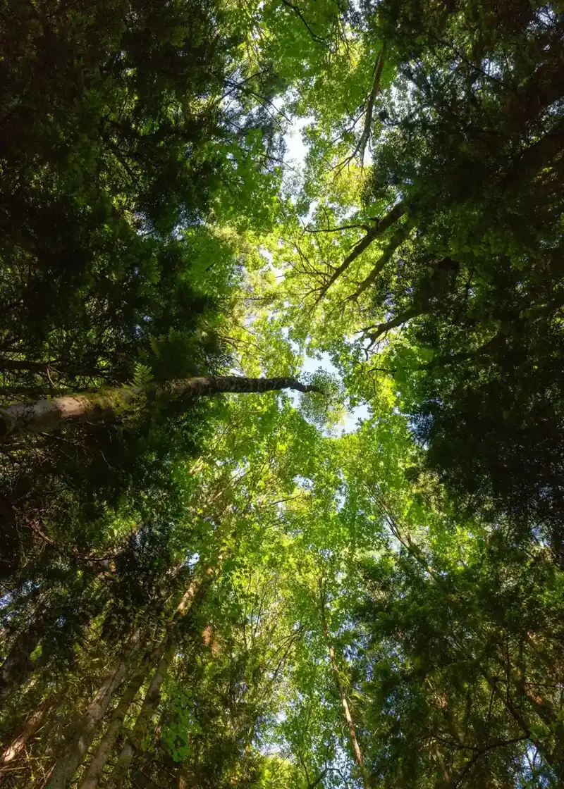 Tall shade tree over a sidewalk illustrating tree care guides for Pomona, CA