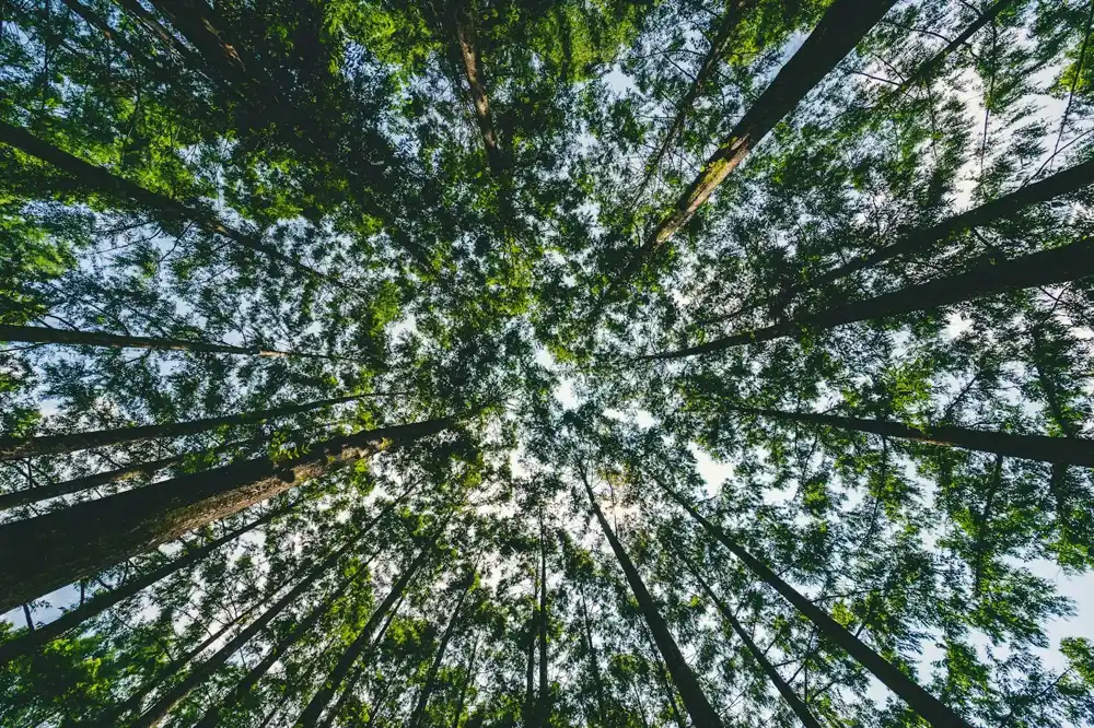 Tree canopy on the terms page of a Pomona, CA tree service website