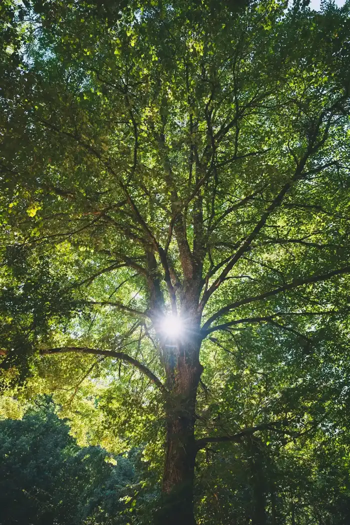 Tree Trimming and Pruning work for Pomona, CA homeowners