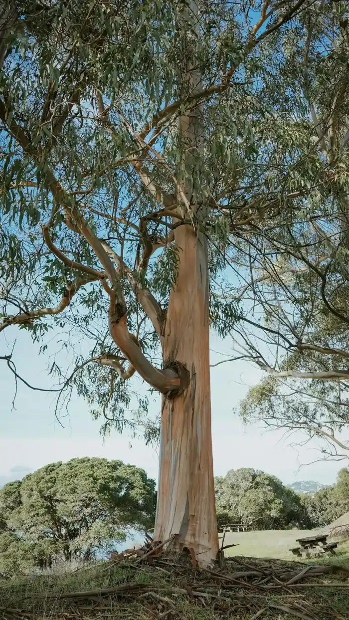 Thick oak trunk and lower limbs on a residential property in La Verne, CA