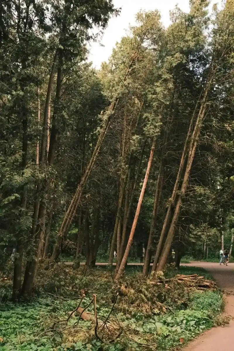 Trees bending in strong Santa Ana winds over a neighborhood in Pomona, CA
